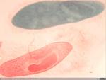 Paramecio. Protozoo unicelular. Detalle de cilios