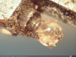 678 - Microfotografía de estilete reproductor de punta de zafiro de un fonógrafo (3), 1898