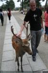 Voluntarioso guía turístico para Josué