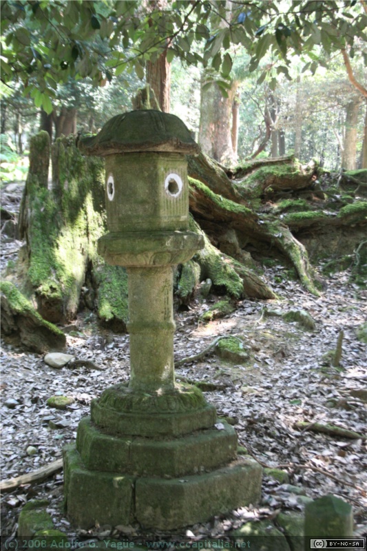 Bosque de Kasugayama (2)