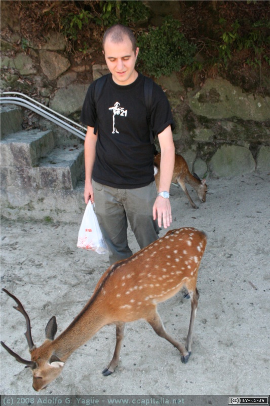 Miyajima, isla sagrada (3)