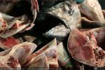 Mercado de pescado de Tokio (2)
