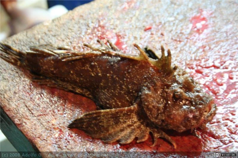 Mercado de pescado de Tokio (4)