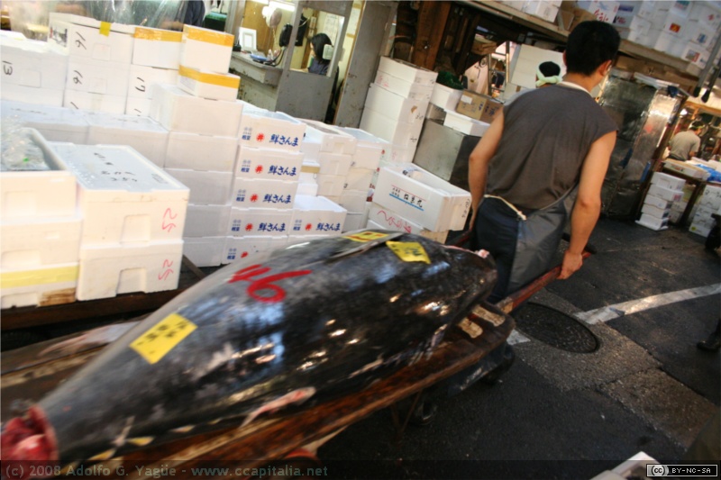 Mercado de pescado de Tokio (5)
