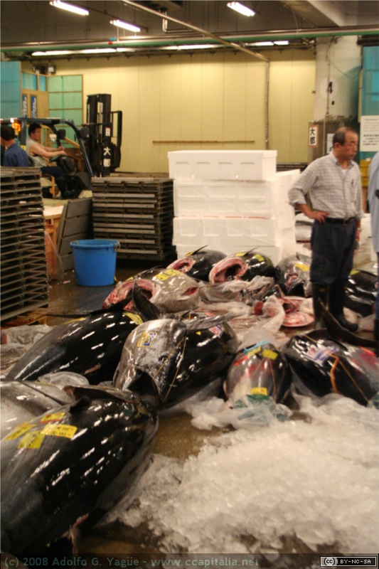 Mercado de pescado de Tokio (6)