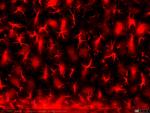 Mo12 hipo intacto CA1 arriba y radiatum de CA1 abajo GFAP 20x otra