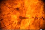 Corteza Cerebral - Gato - Golgi (12)