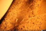 Corteza Cerebral - Gato - Golgi (2)