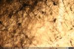 Corteza Cerebral - Gato - Golgi (3)