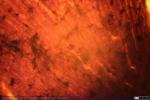 Corteza Cerebral - Gato - Golgi (9)