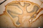 Cerebro Ratón - Corte Sagital - Inmuno y Nissl (1)
